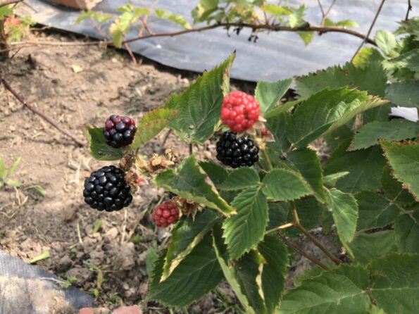 Blackberry Easy Perennial Fruit Embracing Harvest