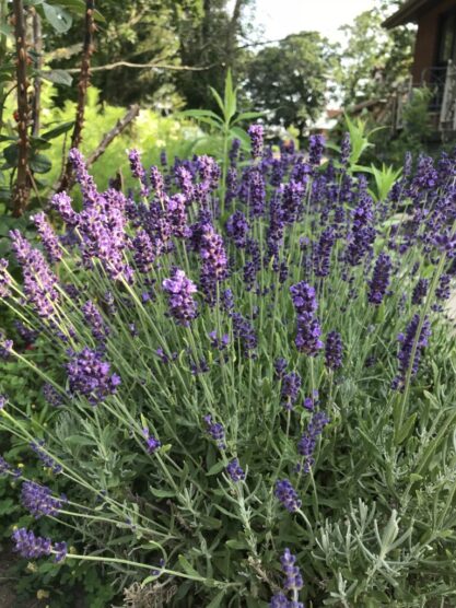 Lavender Easy Perennials Embracing Harvest