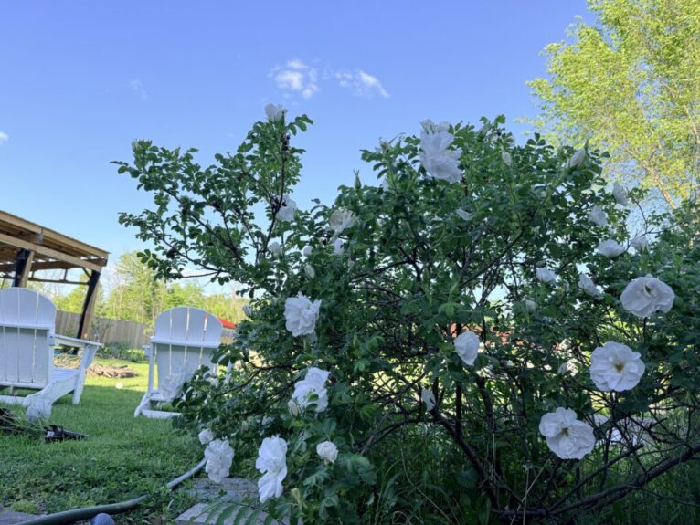 Wild Rose Easy Perennials
