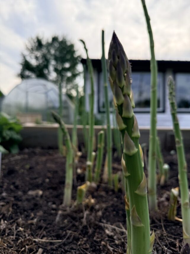 Asparagus Easy Perennial Vegetable Embracing Harvest