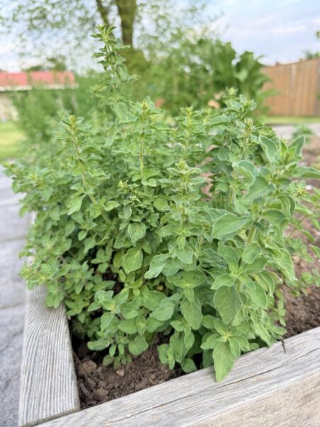 Oregano Easy Perennial Embracing Harvest
