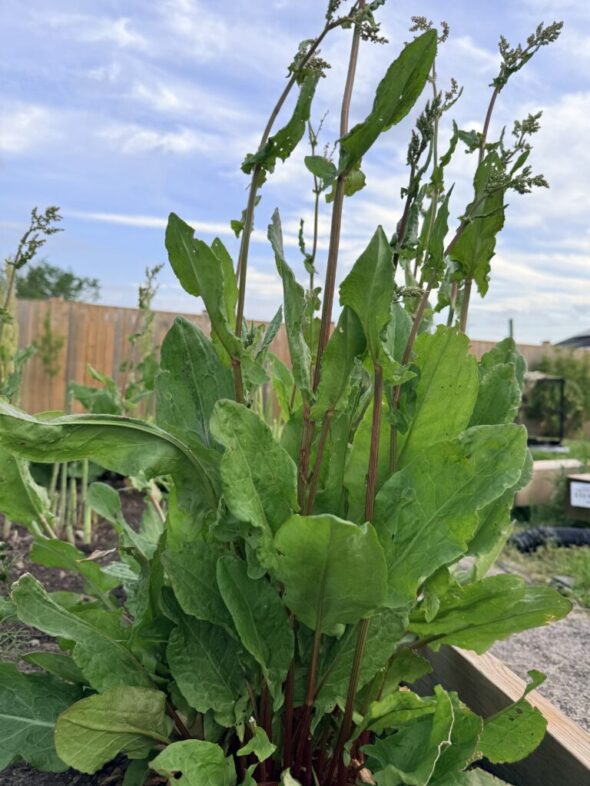 Sorrel Easy Perennial Vegetable Embracing Harvest