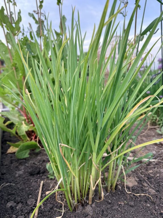 Garlic Chives Easy Perennial Embracing Harvest
