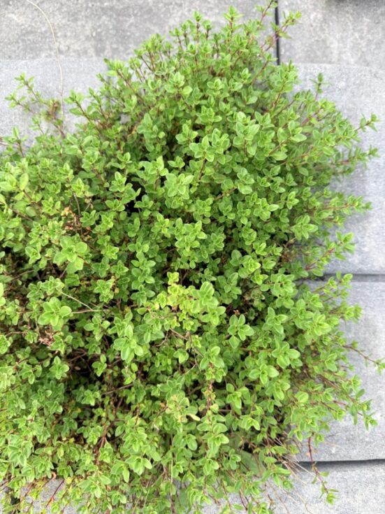 Thyme Easy Perennial Embracing Harvest