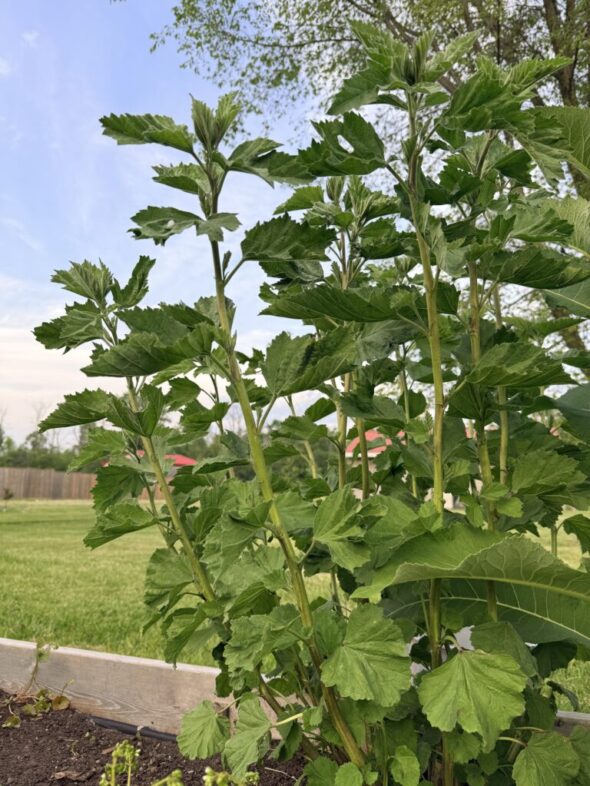 Marshmallow Easy Perennial Herb Embracing Harvest