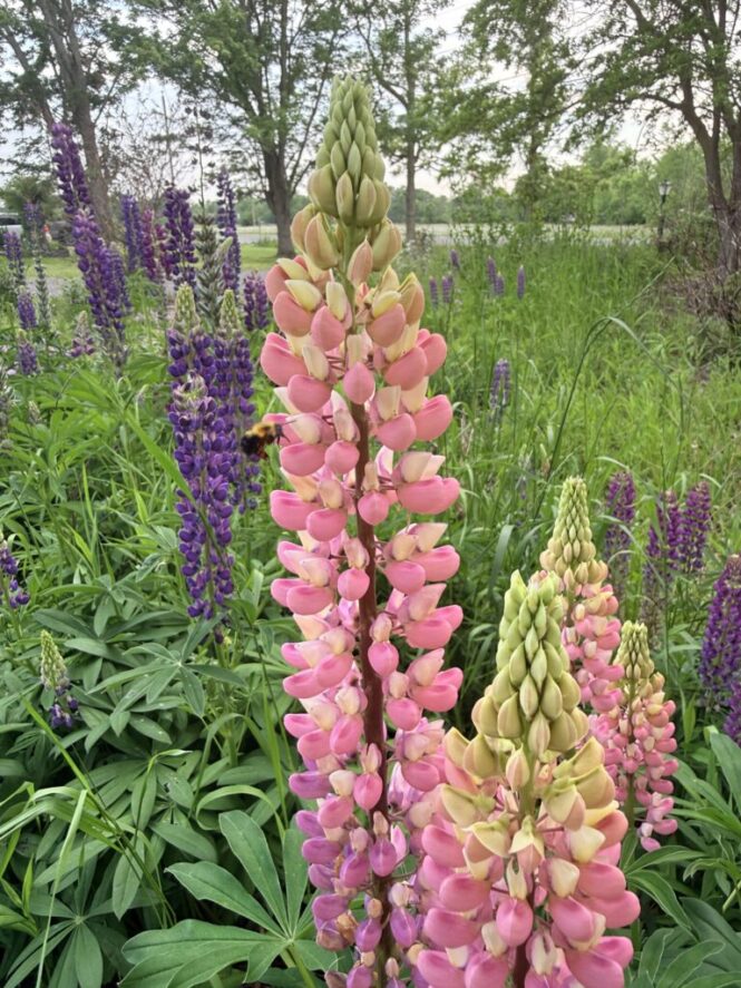 Lupin Easy Perennial Embracing Harvest