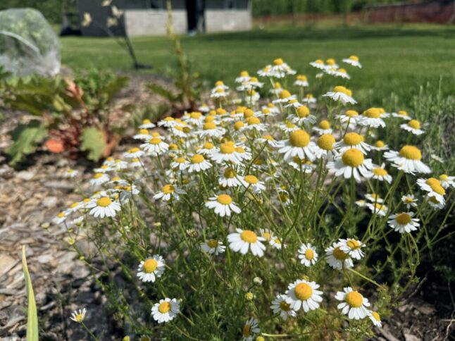 Chamomile Easy Perennial Herb Embracing Harvest