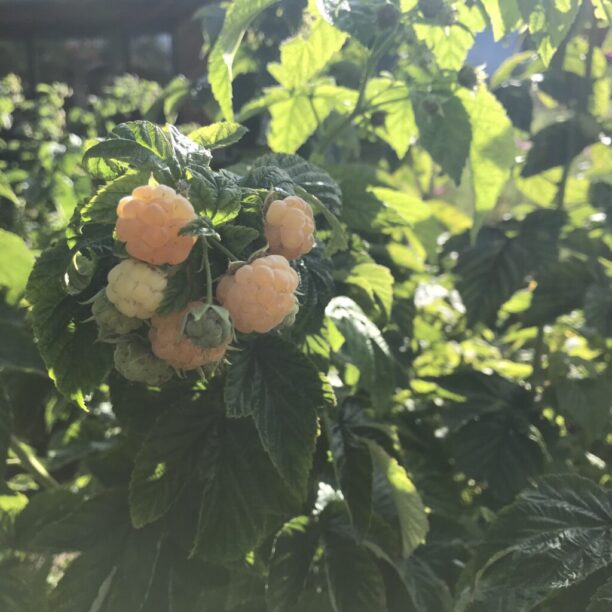 Raspberry Eeasy Perennial Fruit Embracing Harvest