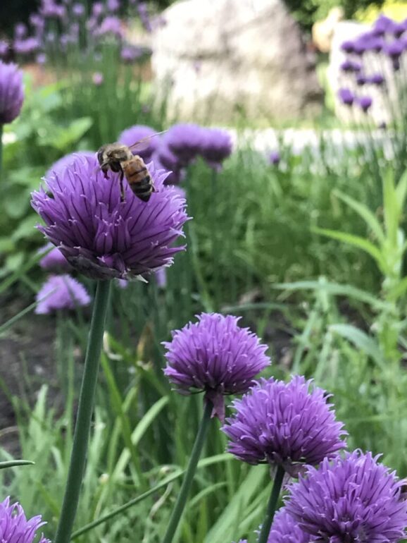 Chives Easy Perennials Embracing Harvest