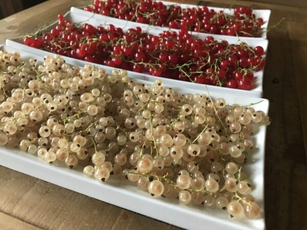 Currant Easy Perennial Fruit Embracing Harvest