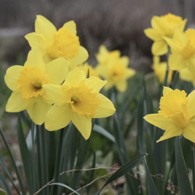 Daffodil Easy Perennials Embracing Harvest