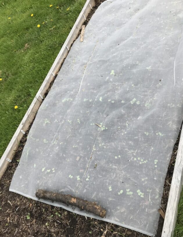 Row cover protecting vegetable seedlings from birds and rabbits