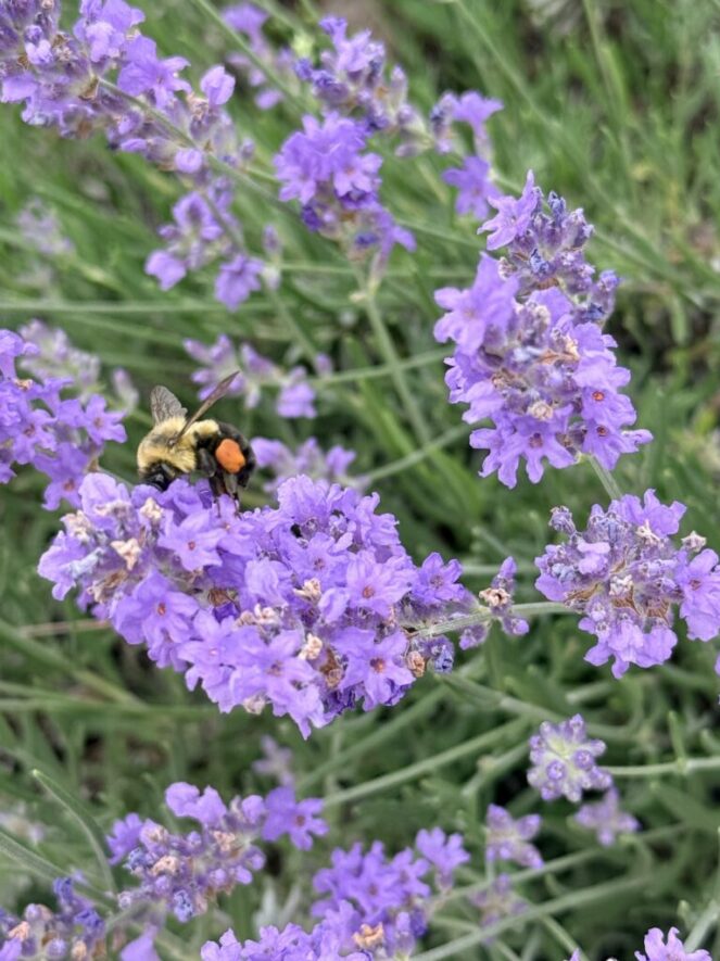 companion planting lavender flowers bees to pollinate vegetable garden