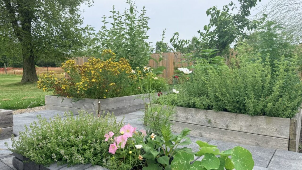 Companion planting flowers and herbs among vegetable garden beds