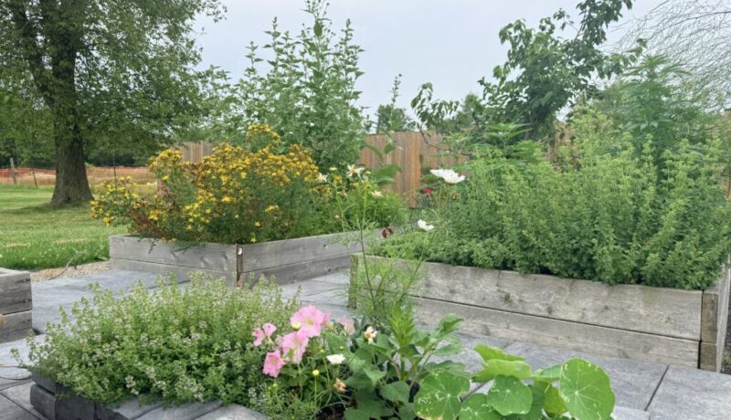 Companion planting flowers and herbs among vegetable garden beds