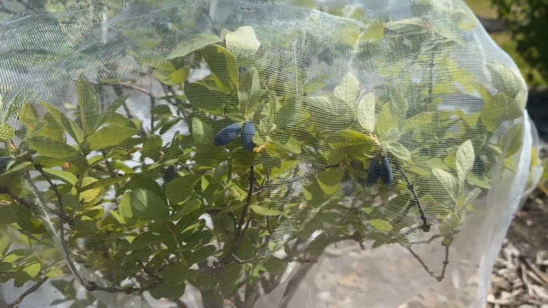 Netting over haskap berry bushes to prevent bird damage