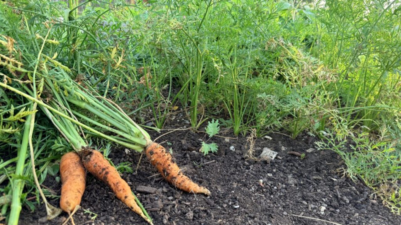 Carrots growing in a fall vegetable garden