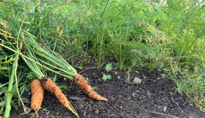 Carrots growing in a fall vegetable garden